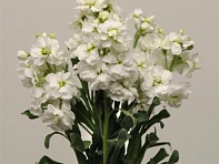 Левкой седой (Katz)