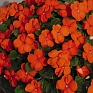 Бальзамин Уоллера (Impatiens walleriana) Бальзамин Уоллера (Impatiens walleriana)