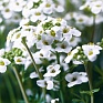 Герань (пеларгония садовая) (Pelargonium x hortorum)