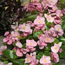 Бегония вечноцветущая (зеленая листва) (Begonia semperflorens)