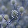 Синеголовник плосколистный (Eryngium planum)
