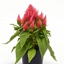 Целозия метельчатая (Celosia plumosa)