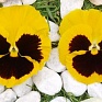 Виола Виттрока (Viola wittrockiana)