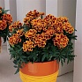 Бархатцы отклоненные (Tagetes patula) Бархатцы отклоненные (Tagetes patula)
