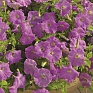 Петуния ампельная гибридная (Petunia x hybrida)