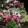 Бегония вечноцветущая (бронзовая листва) (Begonia semperflorens)