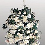 Бегония клубневая махровая ампельная (Begonia tuberhybrida) Бегония клубневая махровая ампельная (Begonia tuberhybrida)
