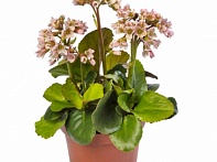 Бадан сердцелистный