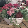 Пентас ланцетовидный (Pentas lanceolata)