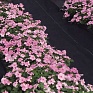 Бальзамин Уоллера (Impatiens walleriana) Бальзамин Уоллера (Impatiens walleriana)