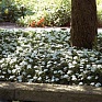 Бальзамин Уоллера (Impatiens walleriana) Бальзамин Уоллера (Impatiens walleriana)