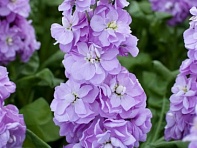 Левкой седой (Figaro) Левкой седой (Figaro)