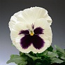 Виола Виттрока (Viola wittrockiana) Виола Виттрока (Viola wittrockiana)