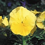 Виола Виттрока (Viola wittrockiana) Виола Виттрока (Viola wittrockiana)
