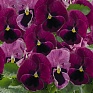 Виола виттрока (Viola wittrockiana) Виола виттрока (Viola wittrockiana)
