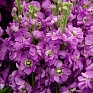 Левкой седой (Matthiola incana)
