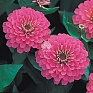 Цинния изящная (Zinnia elegans)