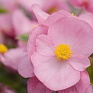 Бегония вечноцветущая (зеленая листва) (Begonia semperflorens)