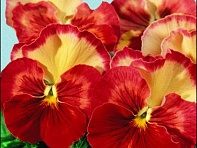 Виола Виттрока (Acquarelle F1) Виола Виттрока (Acquarelle F1)