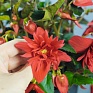 Бегония гибридная ампельная (зеленая листва) (Begonia hybrida) Бегония гибридная ампельная (зеленая листва) (Begonia hybrida)