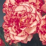 Бегония клубневая махровая (Begonia tuberhybrida)