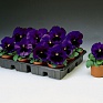 Виола Виттрока (Viola wittrockiana)