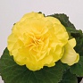 Бегония клубневая махровая (Begonia tuberhybrida)