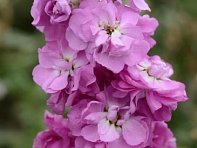 Левкой седой (Column)