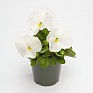 Виола виттрока (Viola wittrockiana) Виола виттрока (Viola wittrockiana)