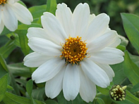 Цинния изящная (Belize) Цинния изящная (Belize)
