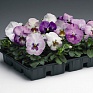 Виола Виттрока (Viola wittrockiana) Виола Виттрока (Viola wittrockiana)