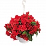 Бегония клубневая махровая ампельная (Begonia tuberhybrida)
