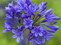 Агапантус африканский ()