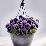 Виола виттрока (Viola wittrockiana) Виола виттрока (Viola wittrockiana)