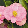 Бегония вечноцветущая (зеленая листва) (Begonia semperflorens)