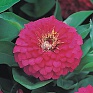 Цинния изящная (Zinnia elegans)