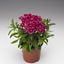 Гвоздика турецкая (Dianthus barbatus)