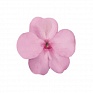 Бальзамин Уоллера (Impatiens walleriana) Бальзамин Уоллера (Impatiens walleriana)