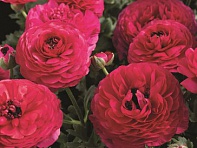 Лютик азиатский (Mache F1)