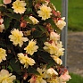 Бегония клубневая махровая ампельная (Begonia tuberhybrida) Бегония клубневая махровая ампельная (Begonia tuberhybrida)