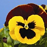 Виола Виттрока (Viola wittrockiana) Виола Виттрока (Viola wittrockiana)