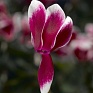 Цикламен персидский (Cyclamen persicum)