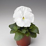 Виола Виттрока (Viola wittrockiana) Виола Виттрока (Viola wittrockiana)