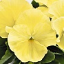 Виола виттрока (Viola wittrockiana) Виола виттрока (Viola wittrockiana)