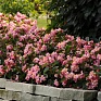 Бегония гибридная (зеленая листва) (Begonia hybrida) Бегония гибридная (зеленая листва) (Begonia hybrida)