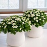 Экзакум (Exacum affine) Экзакум (Exacum affine)