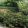 Колеус гибридный (Coleus х hybrida)