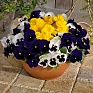 Виола виттрока (Viola wittrockiana) Виола виттрока (Viola wittrockiana)