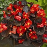Бегония вечноцветущая (бронзовая листва) (Begonia semperflorens)