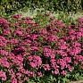 Гвоздика турецкая (Dianthus barbatus)
